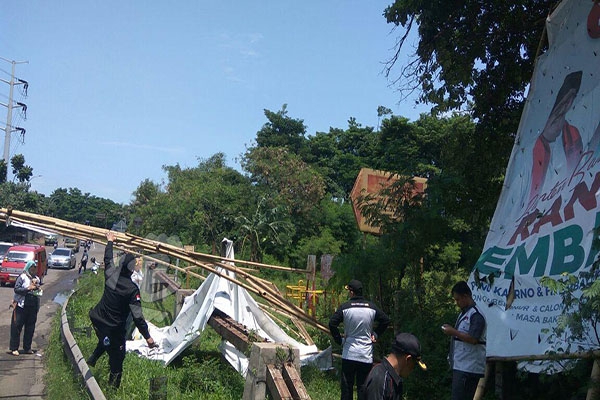 Bawaslu Lebak Langsung Tertibkan APK Jokowi yang Terpasang di Pohon Sepanjang Jalan Maulana Hasanudin