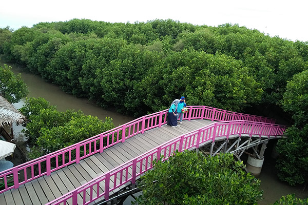 taman hutan mangrove