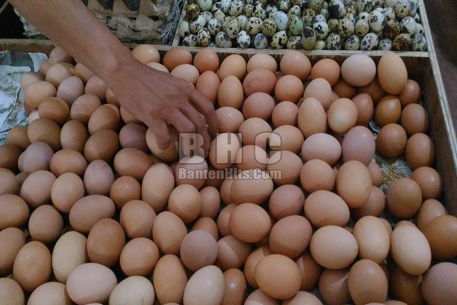 Harga Telur