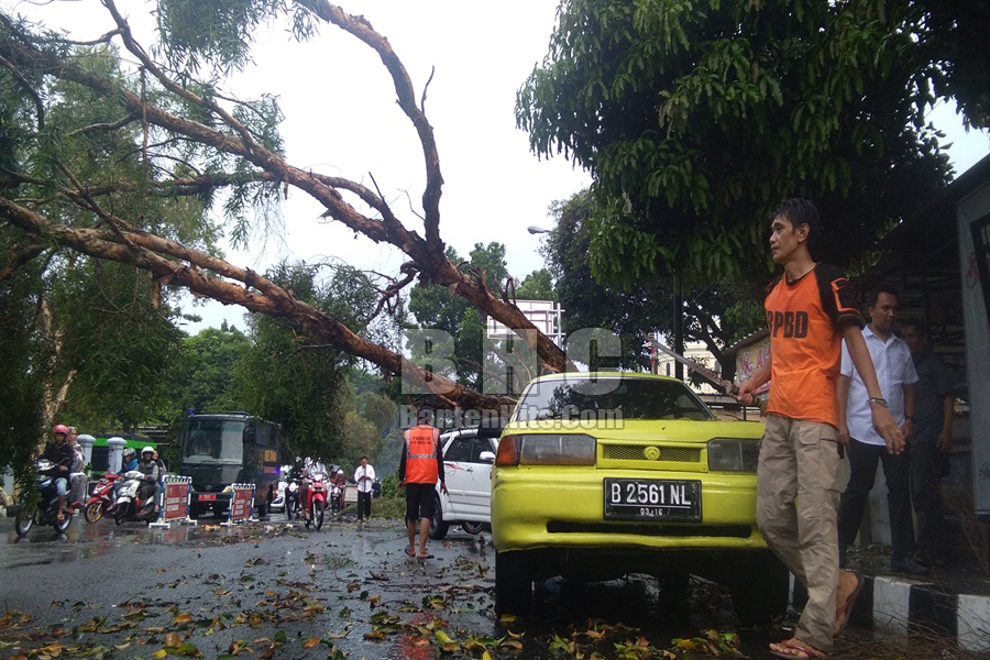 Pohon Tumbang di Alun-alun Pandeglang Menimpa Mobil dan Motor