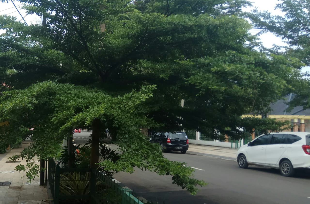 Pohon Ketapang di Taman Batik dikeluhkan
